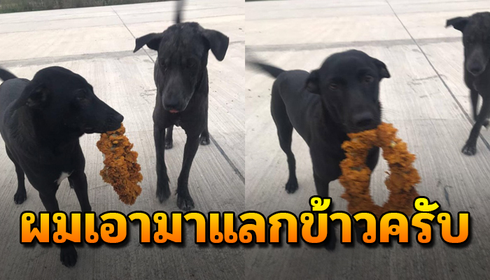หมาจรทำหน้ายิ้ม รีบคาบดอกพวงมาลัยจากศาล มาขอแลกกับข้าว