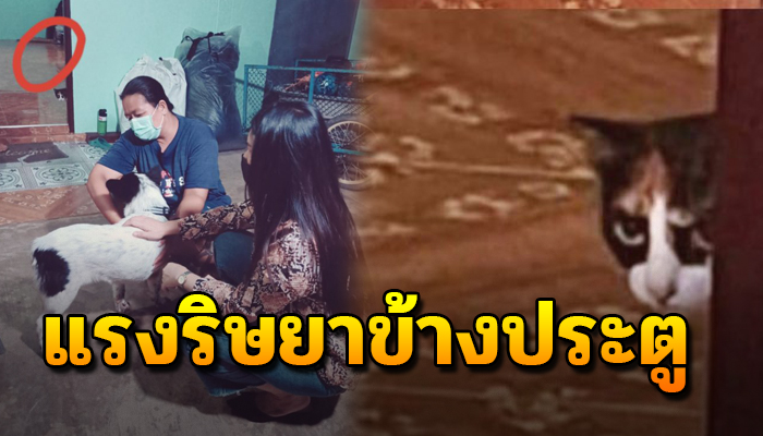 สาวรับสุนัขมาเลี้ยง แอบถ่ายรูปซูมดูเจอสายตาด้วยแรงริษยาข้างประตูจ้องอยู่ขำมาก
