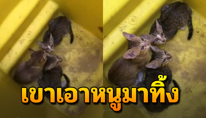 เจ้าเหมียว ถูกเขานำมาทิ้งไว้ใส่ถังขยะ คิดว่า 3 ชีวิตนั้นไม่มีค่าอะไร