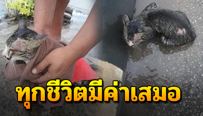 ทุกชีวิตมีค่าเสมอ รถผ่านเห็นก้อนแน่นิ่งที่กลางถนน จอดรถยอมไปส่งลูกที่ รร สาย