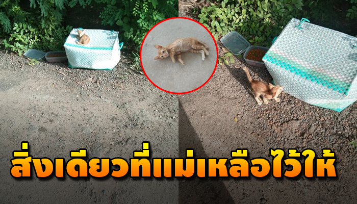 โชคดีหรือโชคร้ายต้องมาเจอแมว จะช่วยไว้หรืออย่างไรเพราะที่บ้านมีหมาถึง6ตัว