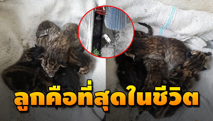 จากสองวันก่อนได้พบเจอเป็นแม่แมวจรใกล้คลอด เลยบอกไว้ถ้าให้โชคจะซื้ออาหารมาให้