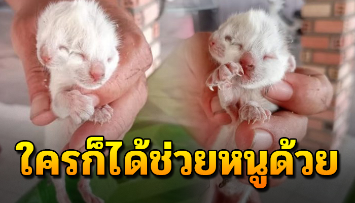 ลืมตาดูโลกได้สองวันแม่คาบมาทิ้งไว้เพราะอ่อนแอ กลัวไม่รอดแม้มีสองหัวใครจะเลี้ยงดู