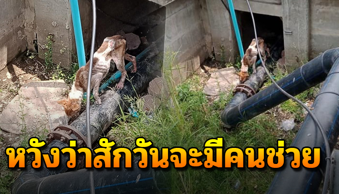 เจ้าหมาตกไปในท่อทางเข้าหน้ารพ. ยังเฝ้าทนสักวันจะมีคนช่วย ผอมขาดข้าวขาดน้ำ