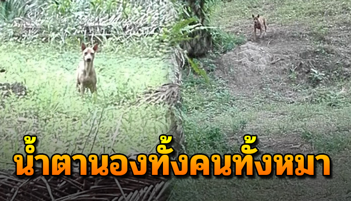 5วันแห่งการรอคอยหมาจรตัวน้อยที่อยู่ในป่า หลังพบเจอกันน้ำตานองทั้งคนทั้งหมา