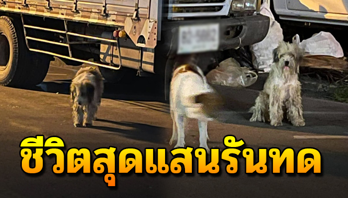 จำต้องเร่เดินหาข้าวน้ำขนเป็นสังกะตังตัวระหก ชีวิตรันทดไม่รู้หลงหรือถูกเขาทิ้ง