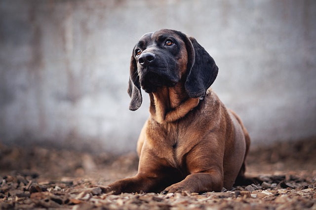 บลัดฮาวด์ (Bloodhound)