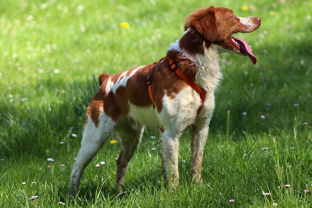 บริตทานีสแปเนียล (Brittany Spaniel)