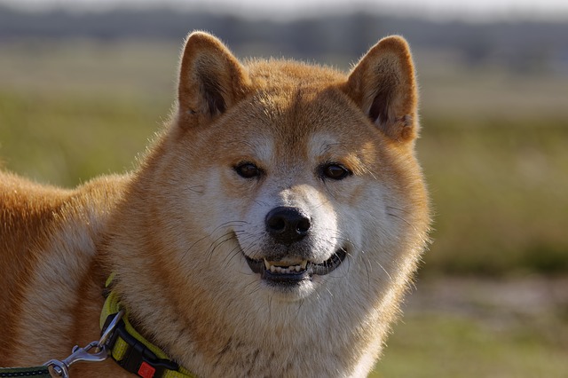 ชิบะ อินุ (Shiba Inu)