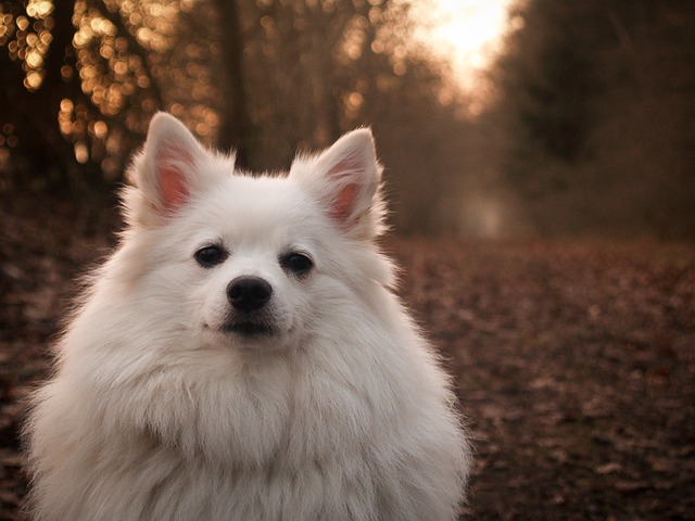 เยอรมัน สปิตซ์ (German Spitz)