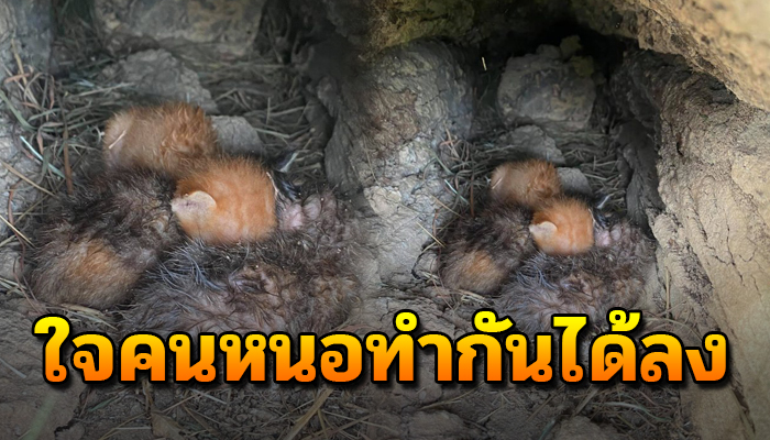 ถูกเขาเอามาเทไว้มัดปากถุงต้องหอบใส่โพรงไม้ แม้ใจหายตายังไม่ทันได้ลืมดูโลกเลย