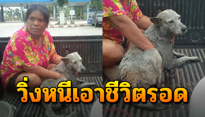 เดินเร่อยู่ตามถนนไม่วายถูกหมา9ชีวิตเข้ามาฟัด กระเสือกกระสนวิ่งหนีเอาชีวิตรอด