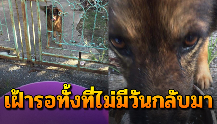 หมาที่ซื่อสัตย์ที่สุดยอมเฝ้าบ้านให้เจ้านายแต่ไม่รู้เลยว่าเจ้านายจะไม่มีวันกลับมา