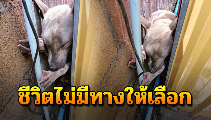 ไม่มีทางเลือก ท้องก็หิวจนทนไม่ไหวเข้าไปหาอาหารในซอกบ้านจนตัวติดจะขยับยังไม่ได้