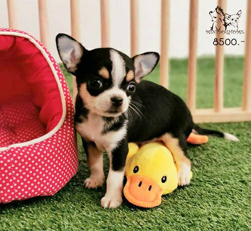 น้องฮิวโก้ (บ้านมินิด็อกโฮม)