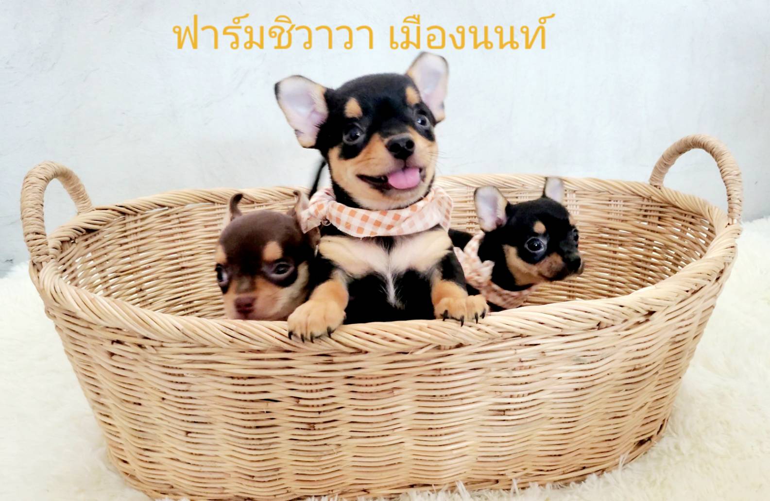 น้องเฉาก๊วย (ฟาร์มชิวาวา เมืองนนท์)