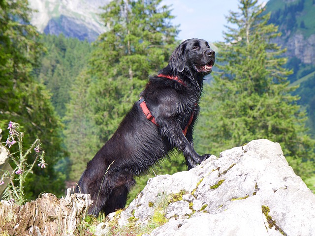 แฟลท โคเทด รีทรีฟเวอร์ (Flat Coated Retriever)