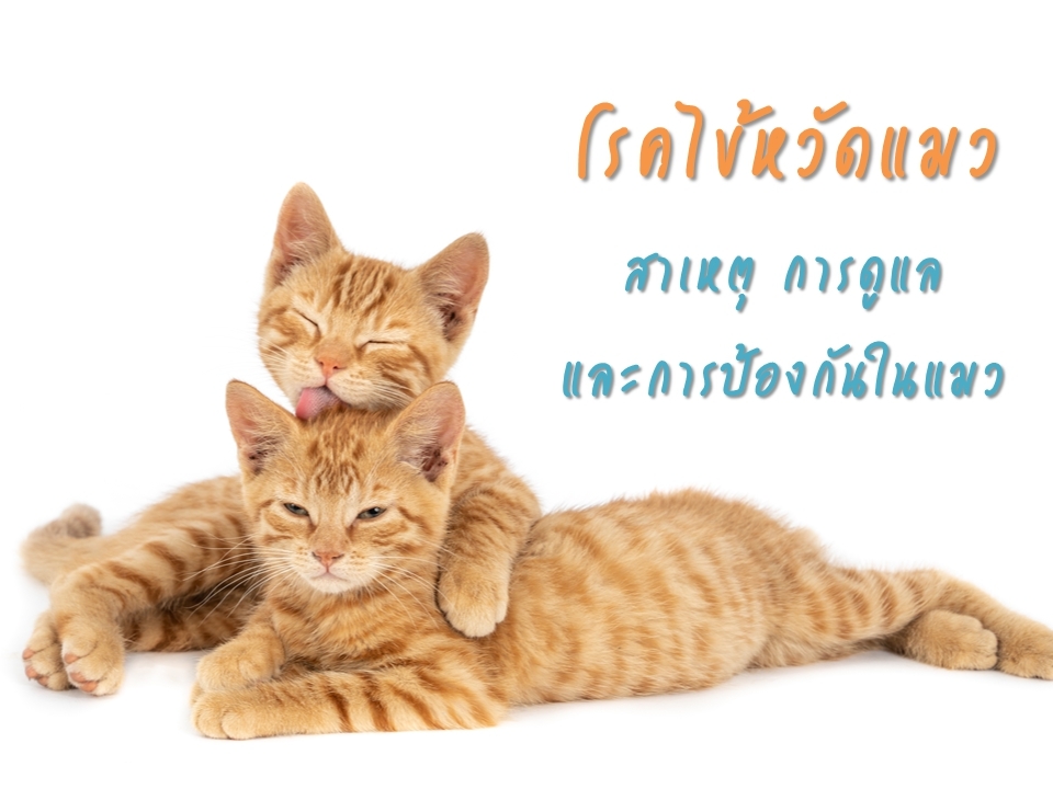 โรคไข้หวัดแมว (Cat Flu)