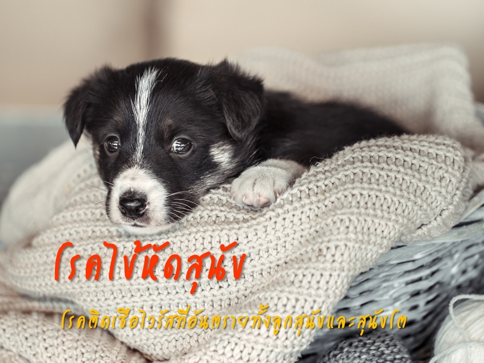 โรคไข้หัดสุนัข (Canine Distemper)