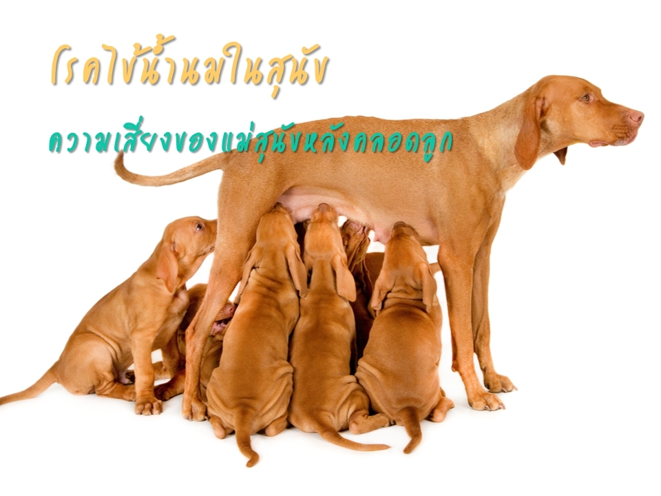 โรคไข้น้ำนมในสุนัข  (Milk fever in dogs)