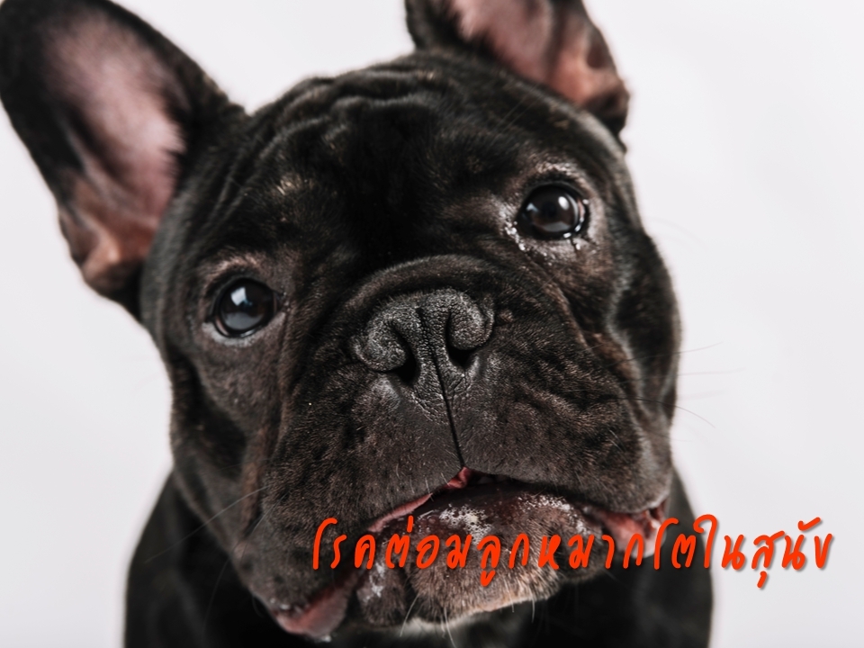 โรคต่อมลูกหมากโตในสุนัข  (Benign  Prostatic Hyperplasia in dogs)