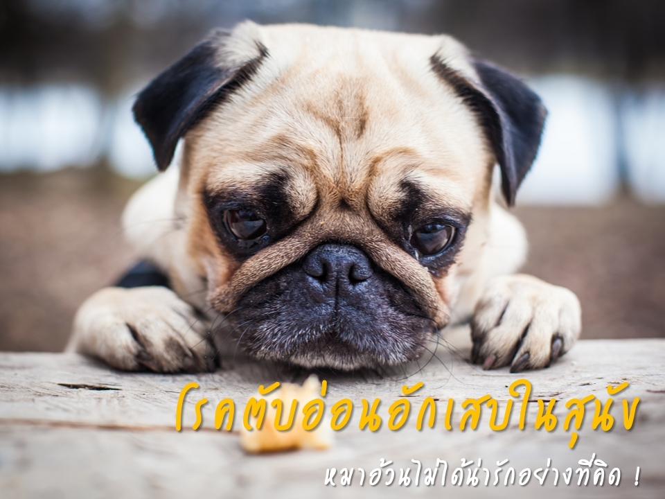 โรคตับอ่อนอักเสบในสุนัข (Canine pancreatitis)