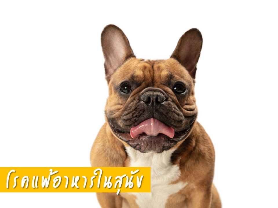 โรคแพ้อาหารในสุนัข (Food Allergy)