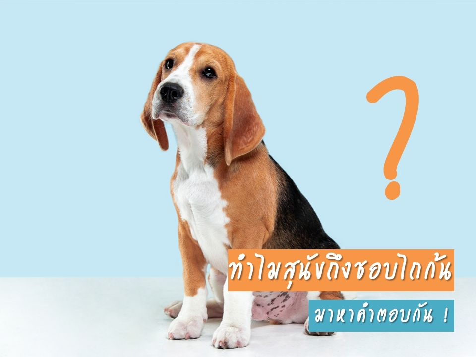 ทำไมสุนัขถึงชอบไถก้น มาหาคำตอบกัน !