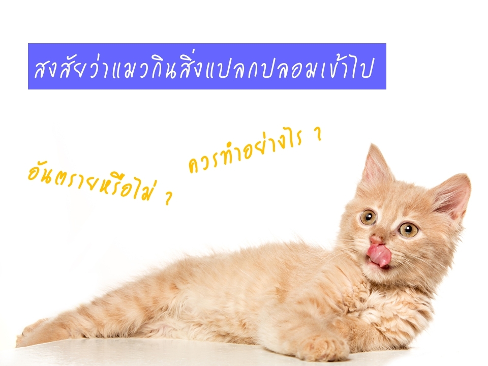 สงสัยว่าน้องแมวกินสิ่งแปลกปลอมเข้าไป ควรทำอย่างไร ?