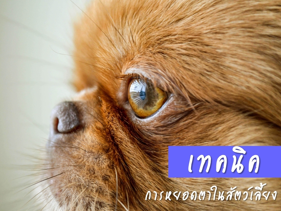 เทคนิคการหยอดตาในสัตว์เลี้ยง