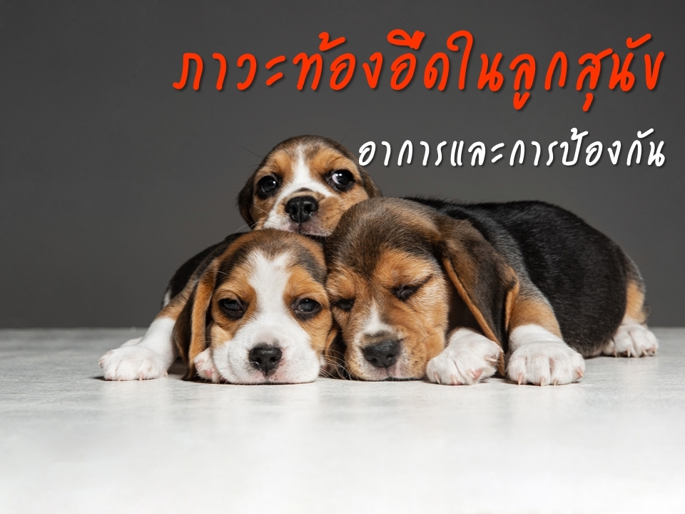 ภาะวะท้องอืด อาหารไม่ย่อยในลูกสุนัข