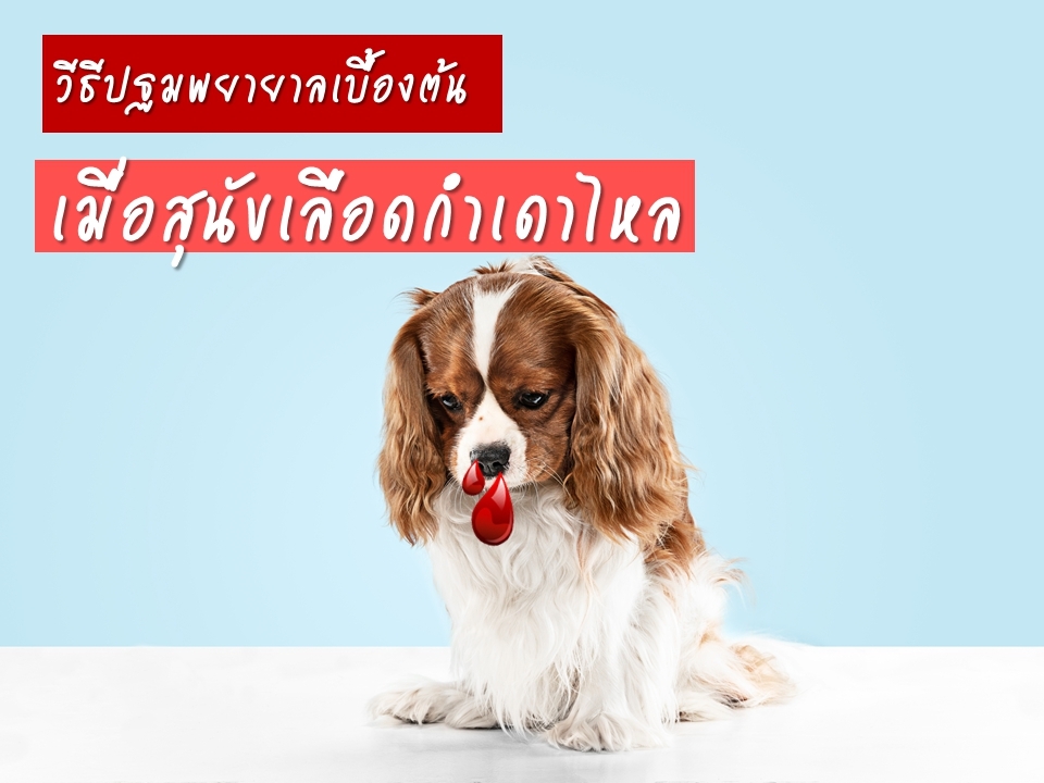 การปฐมพยาบาลเบื้องต้นเมื่อสุนัขเลือดกำเดาไหล