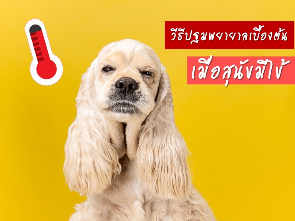 การปฐมพยาบาลเบื้องต้นเมื่อสุนัขมีไข้