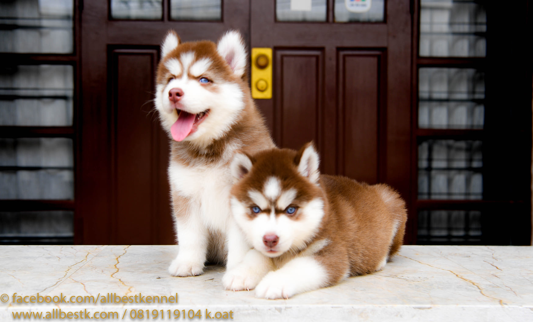 ด่วนนน น้องไซบีเรียนฮัสกี้มีหลายคอก หลายสไตล์เข้าใหม่ กำลังมองหาไซบีเรียนต้องท