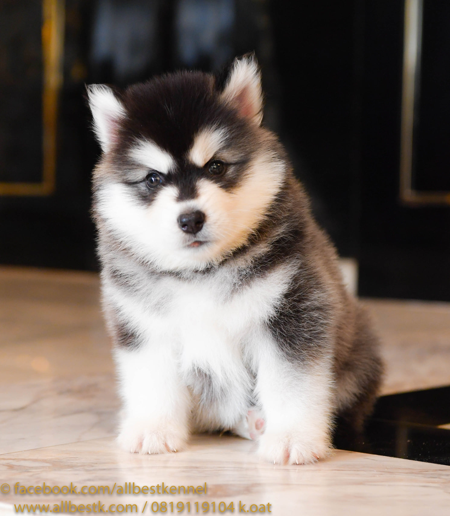 ด่วนนน น้องไซบีเรียนฮัสกี้มีหลายคอก หลายสไตล์เข้าใหม่ กำลังมองหาไซบีเรียนต้องท