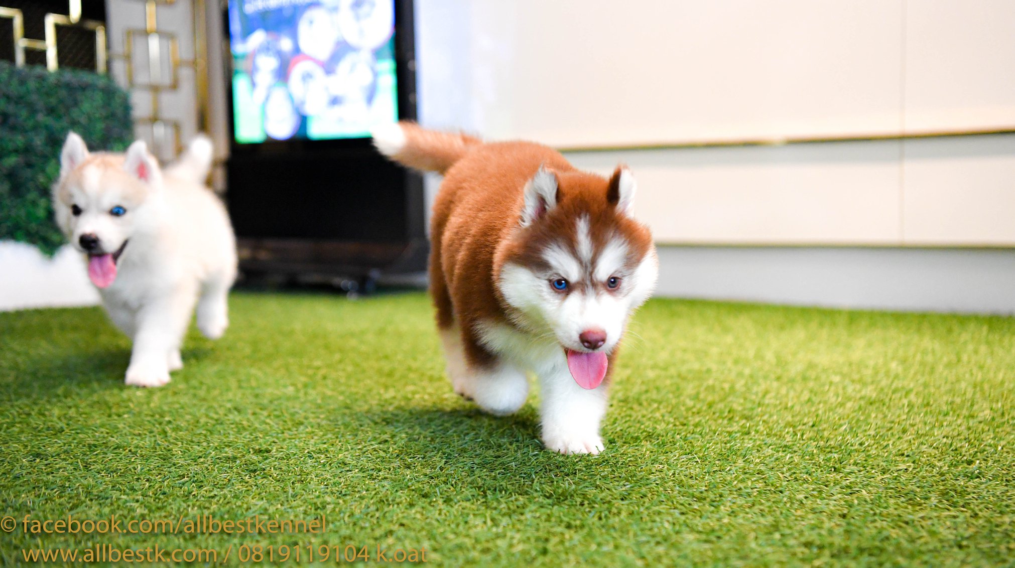 ด่วนนน น้องไซบีเรียนฮัสกี้มีหลายคอก หลายสไตล์เข้าใหม่ กำลังมองหาไซบีเรียนต้องท