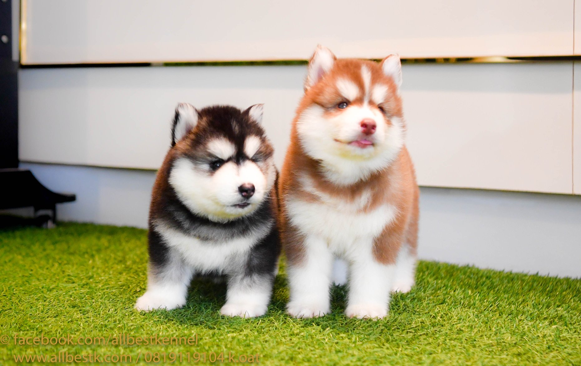 ด่วนนน น้องไซบีเรียนฮัสกี้มีหลายคอก หลายสไตล์เข้าใหม่ กำลังมองหาไซบีเรียนต้องท