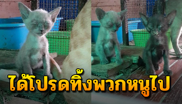 ยอมโดนทิ้ง เกิดเป็นจรยังจะดีกว่า ถ้าจะเลี้ยงให้อยู่แต่ในกรงจนตาพวกหนูมองไม่เห็น