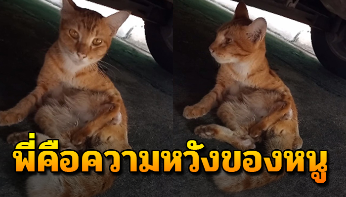หนุ่มให้ข้าวแมวจรทุกวันจนสนิท แต่จู่ๆน้องกลับหายไป ร้องขอให้ช่วยชีวิต
