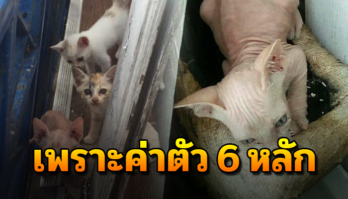 หนุ่มโพสต์น้องแมวชอบมาออกลูกข้างบ้าน ขอรับเลี้ยง เพาะค่าตัวถึง 6 หลัก