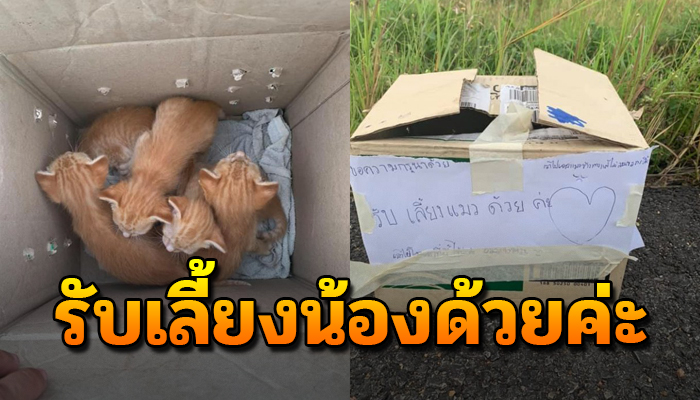 ถูกเขาพรากมาจากอกแม่ใส่ลังไว้มาโยนกลางป่า ตัวยังไม่รู้เรื่องอะไรเลย