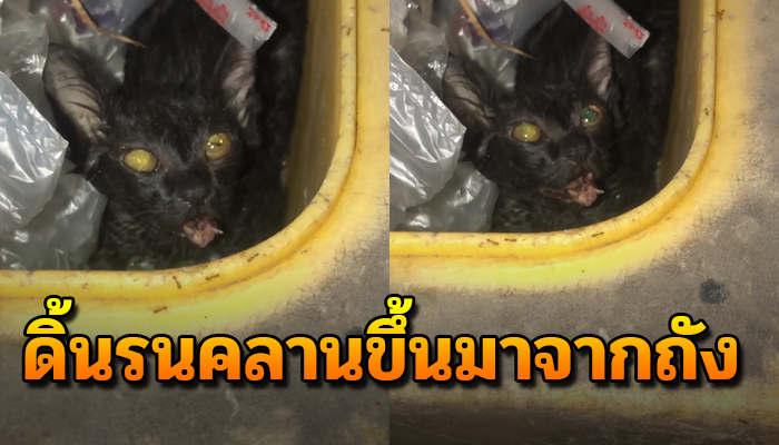 เจ้าแมว กระเสือกกระสนดิ้นรนคลานขึ้นมาจากถัง ตัวเจ็บหนักคงถูกเขาทิ้ง