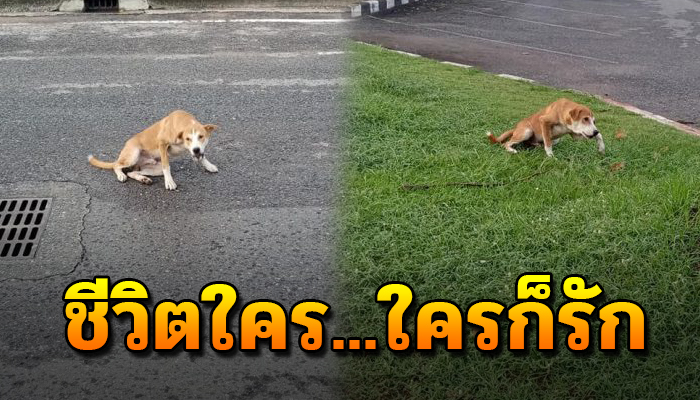 เจ้าตูบ ตะเกียกตะกายสู้ทน เพื่อเอาชีวิตรอดขาไม่มีแม้เรี่ยวแรงไปต่อ