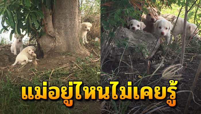 หมาน้อยถูกจับแยกกับแม่ กำพร้าตั้งแต่ยังน้อย จะมีชีวิตอยู่ต่อได้ยังไงกัน
