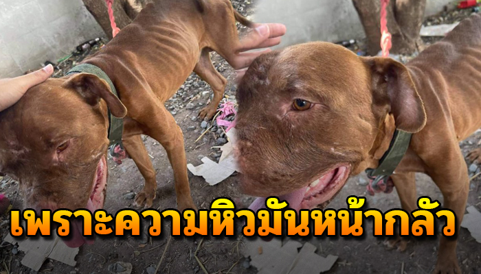 เพราะความหิวมันน่ากลัว เจ้าตูบสภาพไร้เรี่ยวแรง ถูกล่ามไว้ น่าสงสารจับใจ
