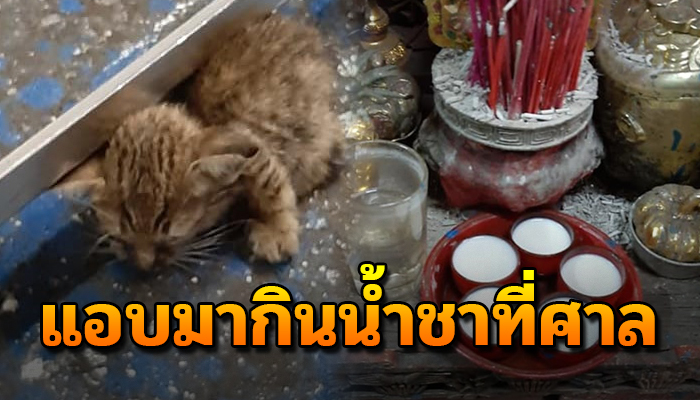 เจ้าเหมียวนแอบมากินน้ำชาที่ศาลเทเท่าไหร่ก็หมดไม่เหลือจนเปลี่ยนชาเป็นนมเพื่อมัดใจ