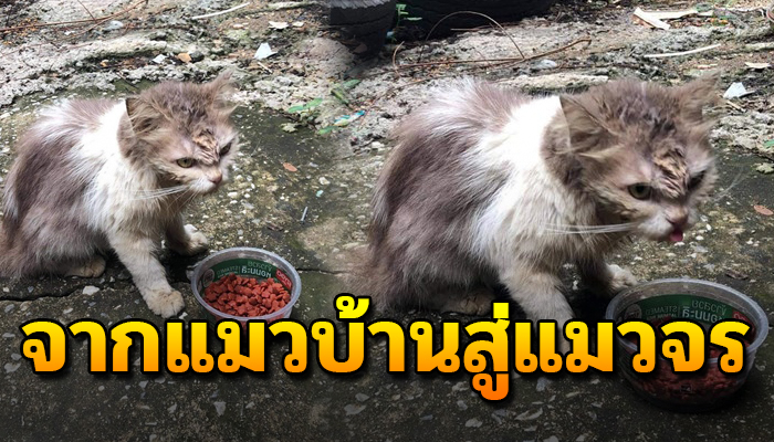 จากแมวบ้านสู่แมวจรแท้ เดินกระเซอะกระเซิงถูกไล่จนตัวไม่ไหว ตัวยังเล็กต้องจำทน