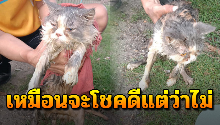 หนุ่มช่วยแมวพันธุ์ตกคลอง ให้ข้าวให้น้ำเสร็จก็นำไปปล่อยตามยถากรรมตามเดิม
