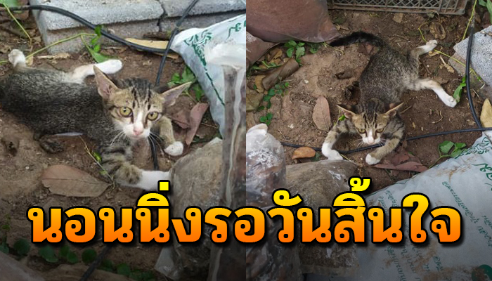 นอนนิ่งไร้เรี่ยวแรงจะลุกรอสิ้นลมด้วยไร้หวัง ตัวลำพังถูกเขากัดไร้หนทางจะหนี