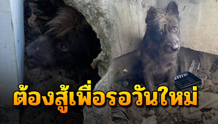 ต้องใช้ชีวิตไร้อิสระ ตั้งแต่เกิด จนโต ไม่เคยแม้แต่แสงแดดส่องลงมา